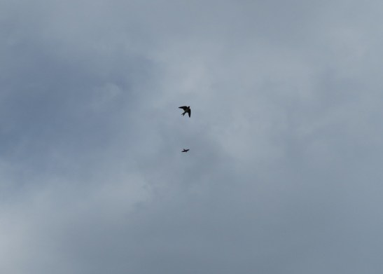 Birdwatching: golondrina doméstica, progne chalybea)